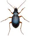 Chlaenius cumatilis - photo 4