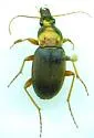 Chlaenius emarginatus