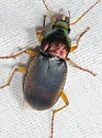 Chlaenius emarginatus - photo 2