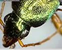 Chlaenius emarginatus - photo 3