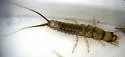 Chlaenius emarginatus - photo 4