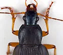 Chlaenius erythropus - photo 2