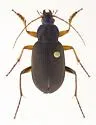 Chlaenius erythropus - photo 3