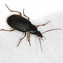 Chlaenius erythropus - photo 4