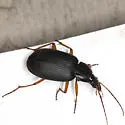 Chlaenius erythropus - photo 5