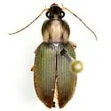Chlaenius flaccidus - photo 2