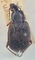 Chlaenius fuscicornis - Chlaenius fuscicornis