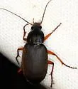 Chlaenius fuscicornis - photo 3