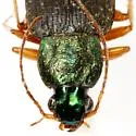 Chlaenius glaucus - photo 2