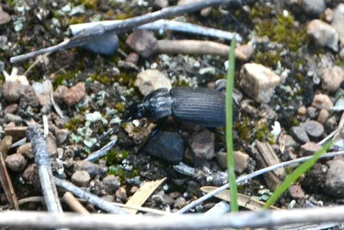 Chlaenius harpalinus - photo 3