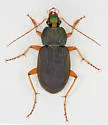 Chlaenius impunctifrons - photo 2