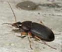 Chlaenius impunctifrons - photo 3