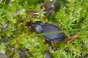 Chlaenius impunctifrons - photo 4