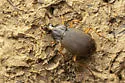 Chlaenius impunctifrons - photo 5