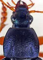 Chlaenius laticollis - Chlaenius laticollis