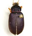 Chlaenius laticollis - photo 2