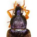 Chlaenius laticollis - photo 3