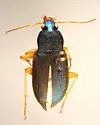 Chlaenius laticollis - photo 4