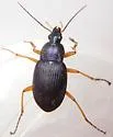 Chlaenius laticollis - photo 5