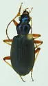 Chlaenius leucoscelis - photo 2