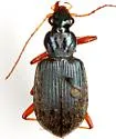 Chlaenius leucoscelis - photo 3