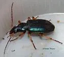 Chlaenius leucoscelis - photo 5