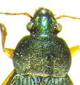 Chlaenius lithophilus - photo 2