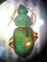 Chlaenius lithophilus - photo 4