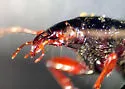 Chlaenius maxillosus - photo 3