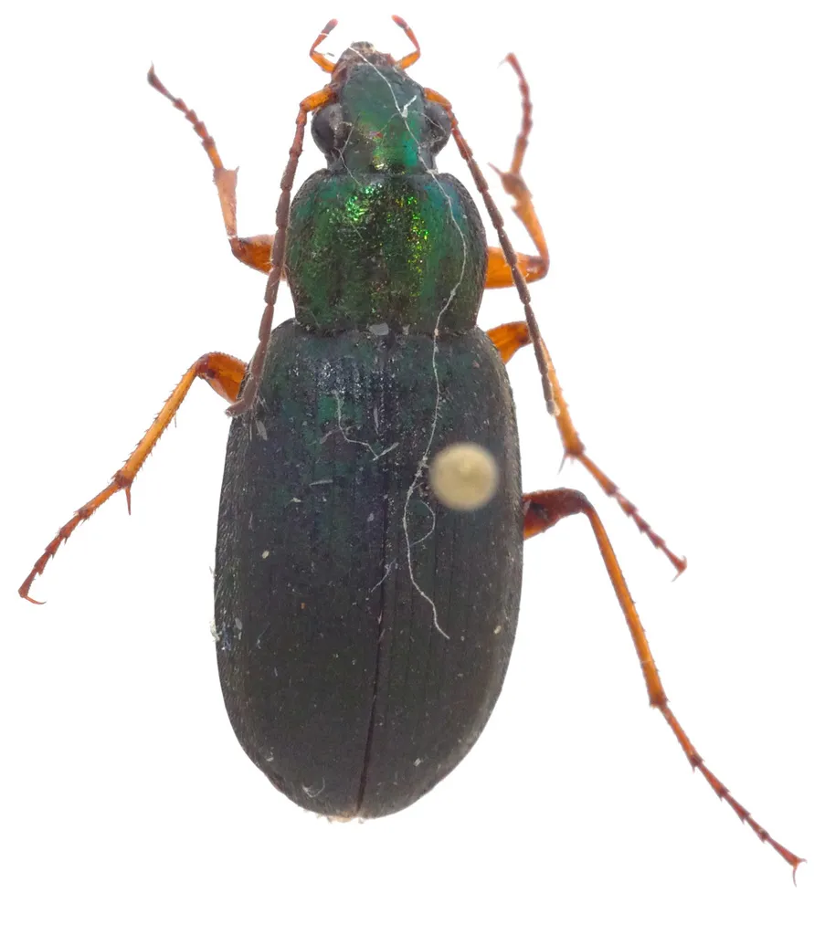 Chlaenius nebraskensis - photo 2