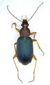 Chlaenius nemoralis - Chlaenius nemoralis