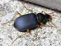Chlaenius nemoralis - photo 2