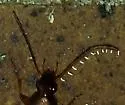 Chlaenius nemoralis - photo 3