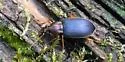 Chlaenius nemoralis - photo 4