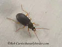 Chlaenius nemoralis - photo 5