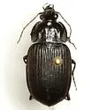 Chlaenius niger - Chlaenius niger