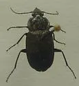 Chlaenius niger - photo 2