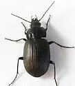 Chlaenius niger - photo 5