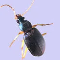 Chlaenius obsoletus - Chlaenius obsoletus