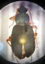 Chlaenius obsoletus - photo 3