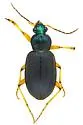 Chlaenius obsoletus - photo 4