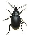 Chlaenius orbus - Chlaenius orbus