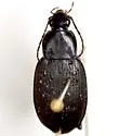 Chlaenius orbus - photo 2