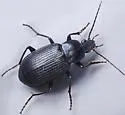 Chlaenius orbus - photo 3