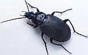Chlaenius orbus - photo 4