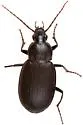 Chlaenius orbus - photo 5