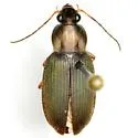 Chlaenius oxygonus - photo 2