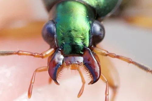 Say's Ground Beetle - Chlaenius pennsylvanicus