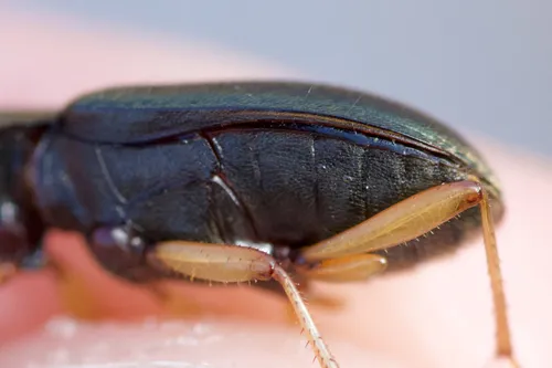 Say's Ground Beetle - photo 2