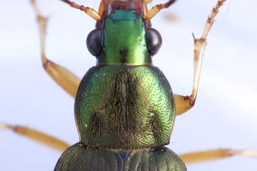 Say's Ground Beetle - photo 3